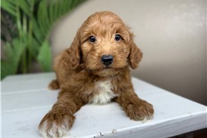 Charlie - puppy for sale