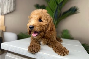 Bravo - puppy for sale
