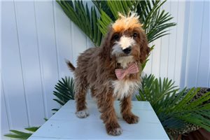 Margaux - Mini Goldendoodle for sale