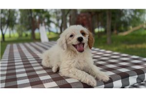 Giselle - Goldendoodle, Mini for sale
