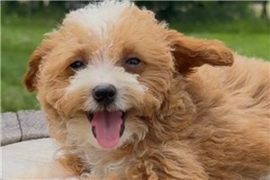 Dasha - puppy for sale
