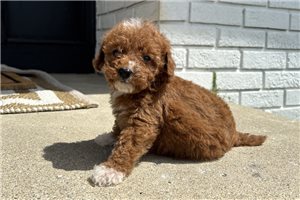 Delilah - puppy for sale