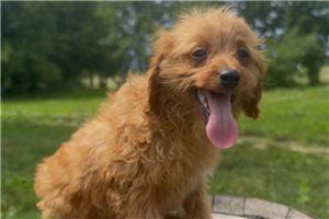 Denver - puppy for sale