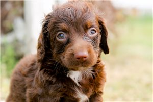 Inez - puppy for sale