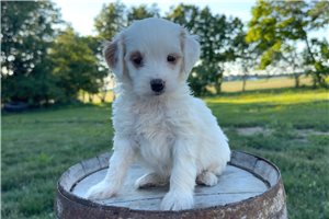 Galen - puppy for sale