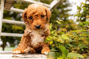 Kevin - puppy for sale