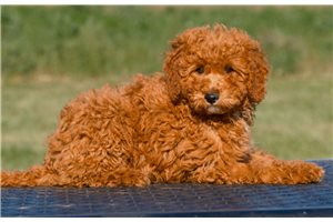 Kimberly - Mini Goldendoodle for sale