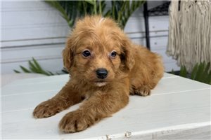 Denver - puppy for sale