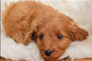 Catalaya - puppy for sale