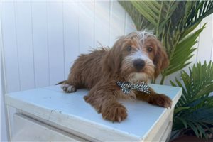 Marshall - puppy for sale