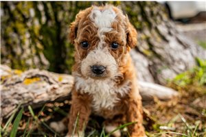 Kristy - puppy for sale