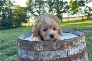 Glen - puppy for sale