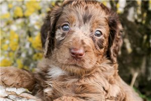 Isla - Goldendoodle, Mini for sale