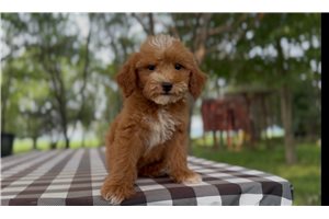 Ginny - puppy for sale