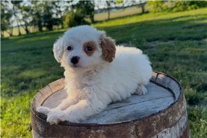 Giselle - Goldendoodle, Mini for sale