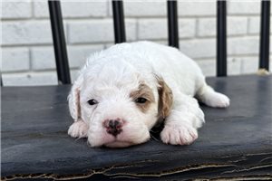 Giselle - puppy for sale