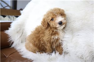 Julian - Goldendoodle, Mini for sale
