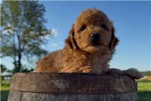 Gerald - puppy for sale