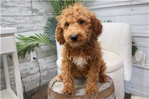 Jimmy - Goldendoodle, Mini for sale