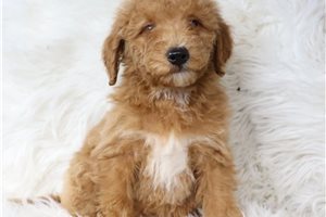 Jimmy - puppy for sale