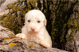 Kaleb - puppy for sale