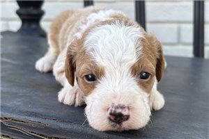 Gregory - puppy for sale