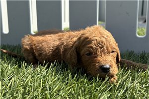 Cider - Goldendoodle, Mini for sale