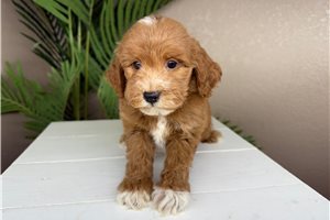 Echo - Goldendoodle, Mini for sale