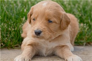 Walt - puppy for sale