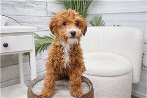 Brittany - Goldendoodle, Mini for sale