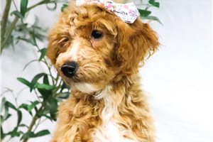 Enid - Goldendoodle, Mini for sale