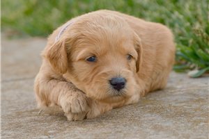 Cammie - Goldendoodle, Mini for sale