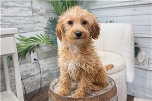 June - Goldendoodle, Mini for sale