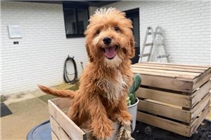 Ginny - puppy for sale
