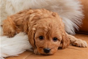 Celeste - puppy for sale