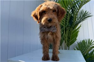 Malcolm - puppy for sale