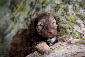 Ivan - puppy for sale