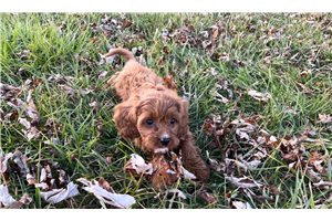 Catherine - Mini Goldendoodle for sale