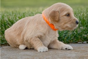 Nathan - Goldendoodle, Mini for sale