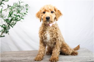 Carly - Goldendoodle, Mini for sale