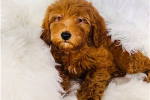 Hickory - Goldendoodle, Mini for sale