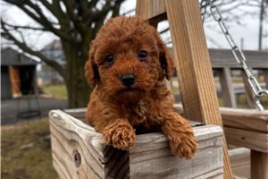 Jasmine - puppy for sale