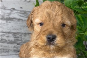 Forest - puppy for sale