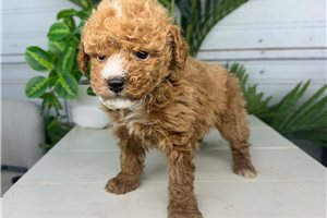 Blank - puppy for sale