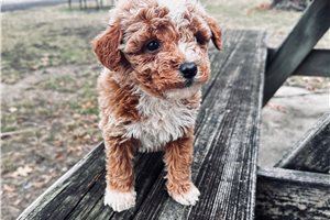 Jaxon - puppy for sale
