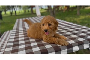 Gerald - Goldendoodle, Mini for sale