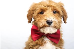 Joshua - Goldendoodle, Mini for sale