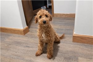 Carly - Goldendoodle, Mini for sale