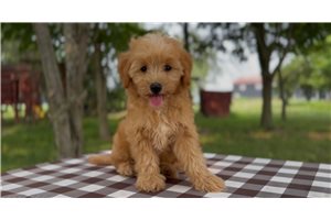 Glen - puppy for sale