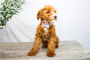 Brittany - Goldendoodle, Mini for sale